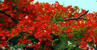 কুমিল্লার পথপ্রান্তর রাঙিয়ে তুলেছে কৃষ্ণচূড়া