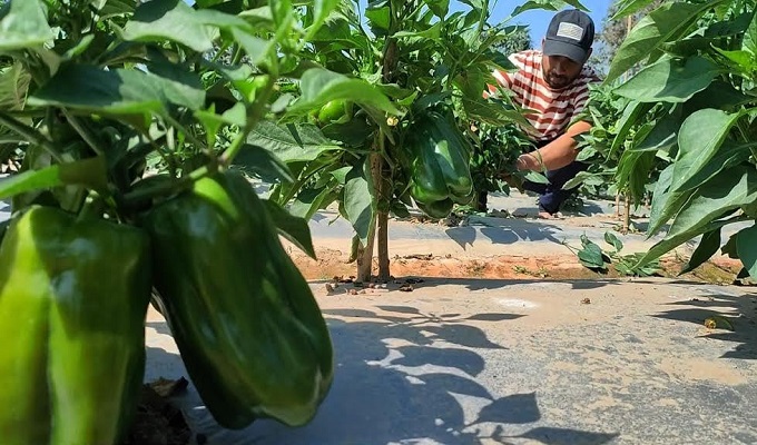 মেহেরপুরের মাটিতে ক্যাপসিকাম চাষে সফলতা
