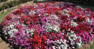 ফুলে ফুলে ভরে গেছে খুলনা বিশ্ববিদ্যালয় ক্যম্পাস