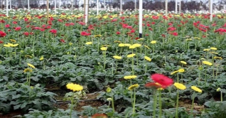 গদখালিতে এ মওসুম ফুল বিক্রির লক্ষ্য ১০০ কোটি টাকা