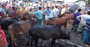 শেষ দিন জমজমাট রাজধানীর পশুর হাট