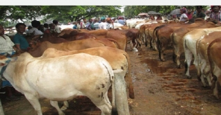 জয়পুরহাটে জমে উঠেছে পশু বেচা-কেনা