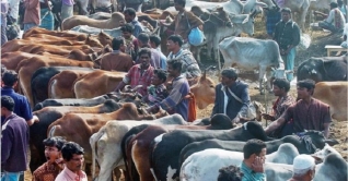 সারাদেশে কোরবানির পশু কেনা-বেচা জমজমাট