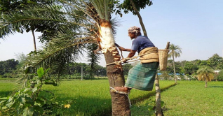 কুমিল্লায় শীতকে স্বাগত জানাচ্ছে গাছিরা কুমিল্লায় শীতকে স্বাগত জানাচ্ছে গাছিরা