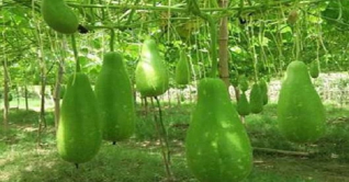 ভোলায় গ্রীষ্মকালীন শাক-সবজির বাম্পার ফলন