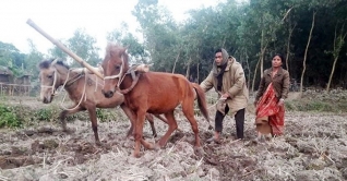 ঘোড়া দিয়ে হালচাষ করছেন ভূষণ-ভানু দম্পতি 