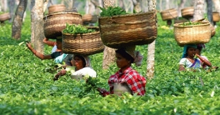 দেশে চা উৎপাদনে নতুন রেকর্ডের সম্ভাবনা দেশে চা উৎপাদনে নতুন রেকর্ডের সম্ভাবনা