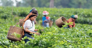 চা বাগান মালিকদের সঙ্গে বিকেলে বসবেন প্রধানমন্ত্রী