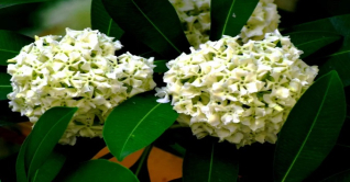 হেমন্তে ছাতিম ফুলের গন্ধ মনে দোলা দেয়