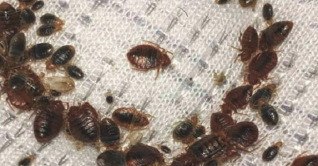 দুইটি ঘরোয়া উপায়; ঘরে থাকবে না ছারপোকা!