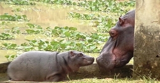 বঙ্গবন্ধু সাফারি পার্কে জন্ম নিলো জলহস্তি শাবক বঙ্গবন্ধু সাফারি পার্কে জন্ম নিলো জলহস্তি শাবক