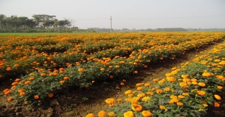৮০ কোটি টাকার ফুল বিক্রির আশায় ঝিকরগাছার চাষিরা