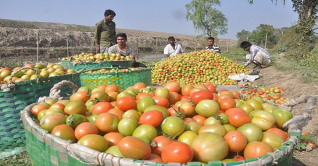 চান্দিনায় টমেটোর বাম্পার ফলনে খুশি কৃষকরা