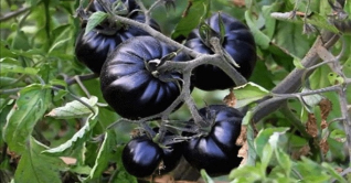 কুমিল্লায় চাষ হচ্ছে আমেরিকার ব্ল্যাক বিউটি টমেটো