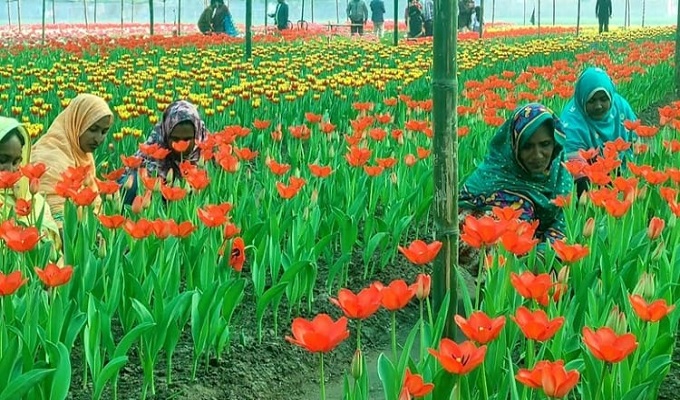 বসন্ত ও ভালোবাসাকে রাঙাতে পঞ্চগড়ে ১ লাখ টিউলিপ