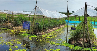 টুঙ্গিপাড়ায় ভাসমান বেডে গ্রীস্মকালীন টমেটো চাষে সাফল্য  
