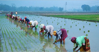 ঠাকুরগাঁওয়ে আমন চাষে ব্যস্ত কিষান-কিষানীরা