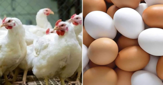 ফের অসহনীয় ব্রয়লার মুরগি ও ডিমের বাজার ফের অসহনীয় ব্রয়লার মুরগি ও ডিমের বাজার