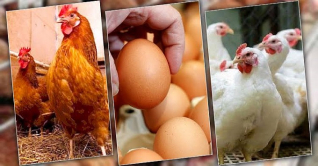 মুরগি ও ডিমের দাম বৃদ্ধি: প্রভাব পড়তে পারে জনস্বাস্থ্যে মুরগি ও ডিমের দাম বৃদ্ধি: প্রভাব পড়তে পারে জনস্বাস্থ্যে