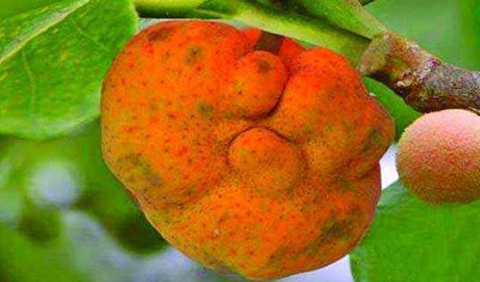 ফাইল ছবি।