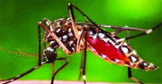 রাজধানীতে ২৪ ঘন্টায় ডেঙ্গু আক্রান্ত ৪৬ জন