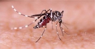 ২৪ ঘন্টায় সারাদেশে ডেঙ্গু আক্রান্ত ১২জন