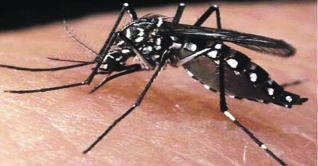 ডেঙ্গু নিয়ন্ত্রণে দুই সিটি কর্পোরেশনকে হাইকোর্টের নির্দেশ