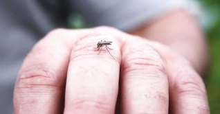 ডেঙ্গু জ্বর সম্পর্কে ১০টি তথ্য জেনে নিন