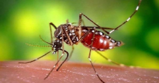 রেকর্ড সংখ্যক ডেঙ্গু রোগী হাসপাতালে, মৃত্যু ১৪ রেকর্ড সংখ্যক ডেঙ্গু রোগী হাসপাতালে, মৃত্যু ১৪