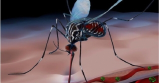 খুলনায় ডেঙ্গুজ্বরে গৃহবধূর মৃত্যু