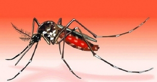 যৌন সম্পর্কের মাধ্যমেও ডেঙ্গু ছড়ায়