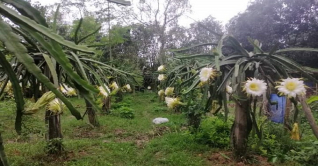 পতিত জমিতে ড্রাগন চাষ করে সফল এক শিক্ষক