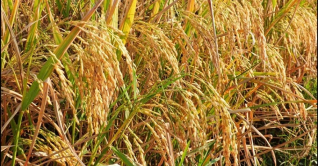 যশোরে আমন ধানের বাম্পার ফলন, কৃষকের মুখে হাসি যশোরে আমন ধানের বাম্পার ফলন, কৃষকের মুখে হাসি