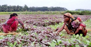 আন্তর্জাতিক গ্রামীণ নারী দিবস আজ