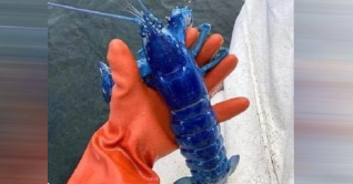 নীল রঙের বিরল চিংড়ি ধরা পড়ল জেলের জালে