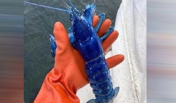 নীল রঙের বিরল চিংড়ি ধরা পড়ল জেলের জালে