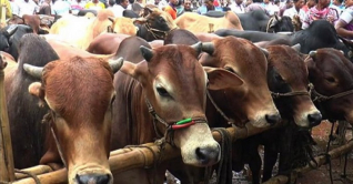 বরিশালে অনলাইনে কোরবানীর পশুর জমজমাট হাট বরিশালে অনলাইনে কোরবানীর পশুর জমজমাট হাট