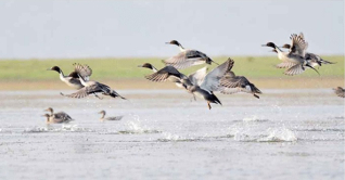 তুলাসার বাওরের অতিথি পাখিরা মুগ্ধ করছে পাখিপ্রেমীদের তুলাসার বাওরের অতিথি পাখিরা মুগ্ধ করছে পাখিপ্রেমীদের
