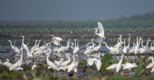 আইন আছে, তবে দেশে পাখি শিকার বন্ধ হচ্ছে না