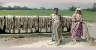 কুমিল্লায় পাটের সুদিন: কৃষকের মুখে হাসি কুমিল্লায় পাটের সুদিন: কৃষকের মুখে হাসি