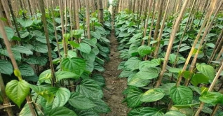 দিনাজপুরের নবাবগঞ্জ উপজেলায় পান চাষ বেড়েছে দিনাজপুরের নবাবগঞ্জ উপজেলায় পান চাষ বেড়েছে