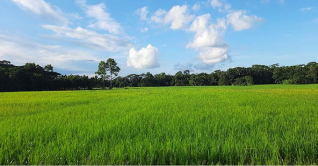 পিরোজপুরে প্রায় ৬৪ হাজার হেক্টর জমিতে আমন চাষ পিরোজপুরে প্রায় ৬৪ হাজার হেক্টর জমিতে আমন চাষ