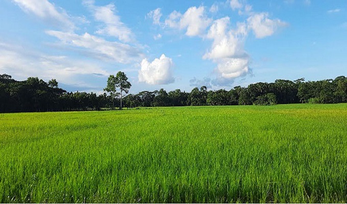 পিরোজপুরে চলতি মৌসুমে ৬৩ হাজার ৭৫৮ হেক্টর জমিতে আমন ধান চাষ করা হয়েছে।