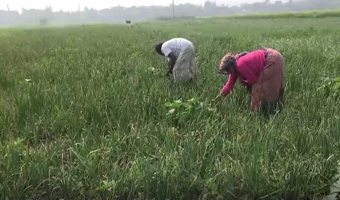 পেঁয়াজ আমদানি: ভালো দাম পাওয়া নিয়ে শঙ্কায় চাষীরা