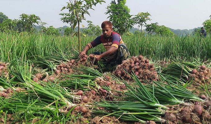 মুড়িকাটা ও গ্রীষ্মকালীন পেঁয়াজ বাজারে আসা শুরু হয়েছে।