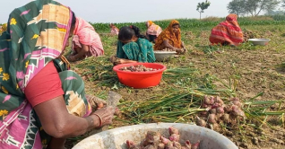 দেশে পেঁয়াজের বাম্পার ফলন: ভালো দাম পেয়ে খুশি কৃষক