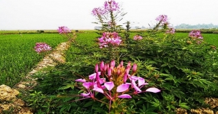 হাওরে নয়নাভিরাম পিউম ফুলের সমারোহ হাওরে নয়নাভিরাম পিউম ফুলের সমারোহ