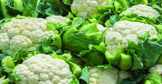 বগুড়ায় ফুলকপির বাম্পার ফলনের সম্ভাবনা বগুড়ায় ফুলকপির বাম্পার ফলনের সম্ভাবনা