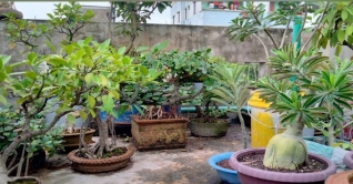 শখের বশে ২৩০ বনসাই, এ যেন বনসাই জাদুঘর! শখের বশে ২৩০ বনসাই, এ যেন বনসাই জাদুঘর!