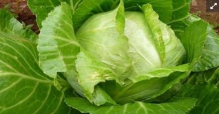 বগুড়ার বাঁধাকপির রফতানি বেড়েছে বিশ্বের নানা দেশে